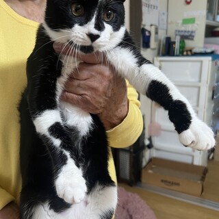 トムくん里親募集中！