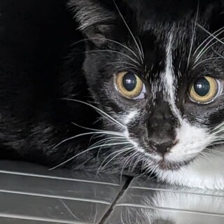 ハナちゃん里親募集中！