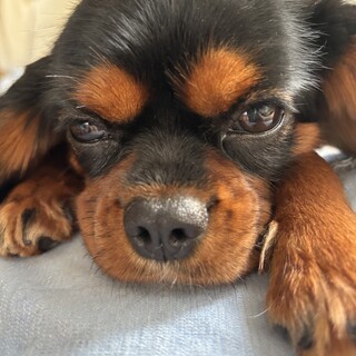 キャバリア♀　1歳【トライアル期間有】