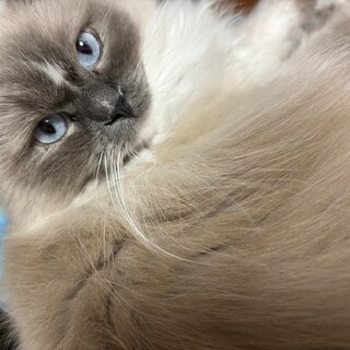 ラグドール　4歳　メス