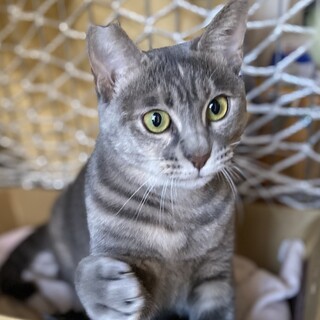 大人しく優しい女の子