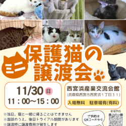 西宮保護ねこ かぎしっぽ主催譲渡会