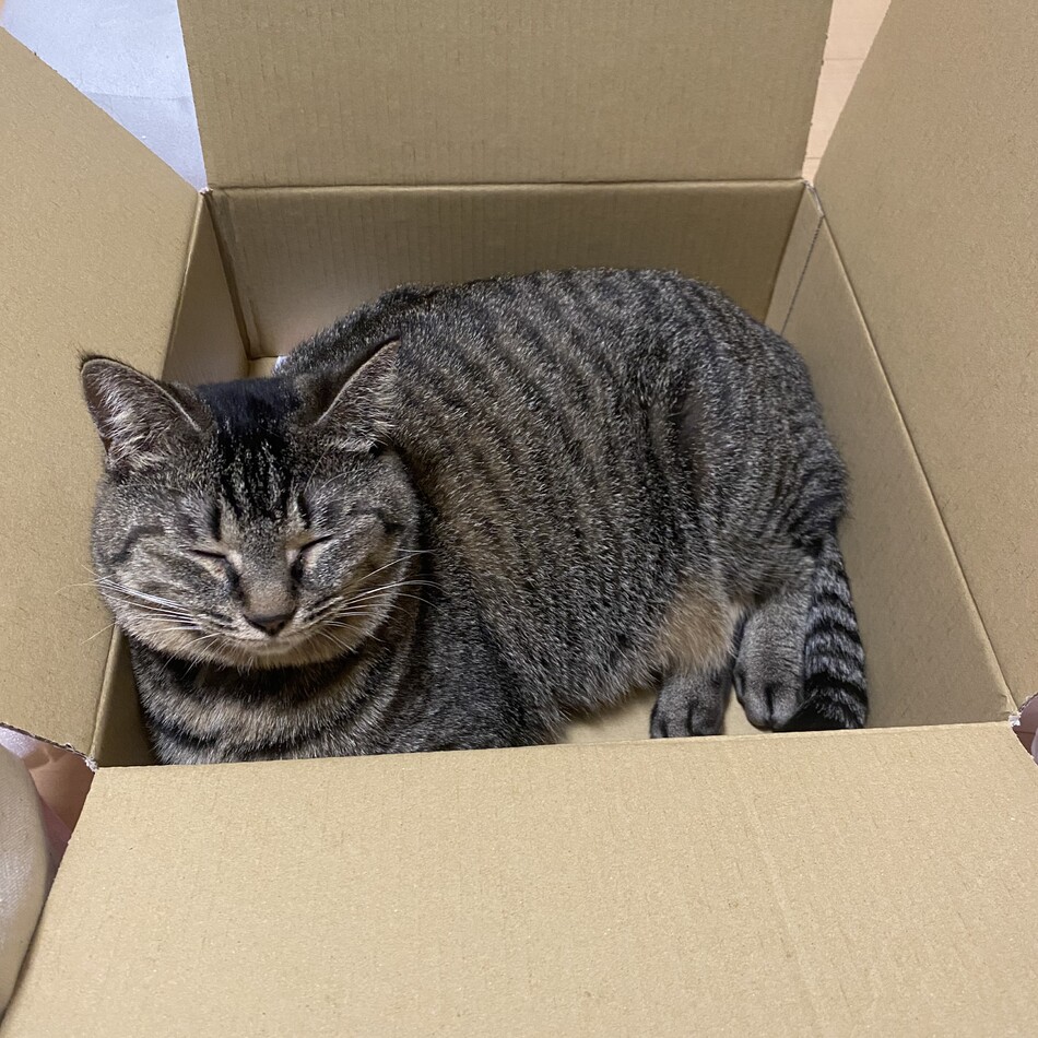 ほたてのカバー写真
