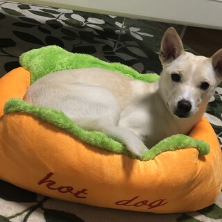 Mix／7歳／中型で賢い女の子の里親さんを募集