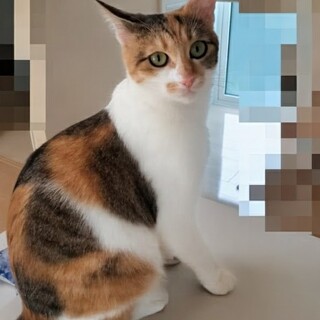 人も猫も大好きな甘えたさんです