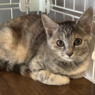 パステルサビの甘えん坊