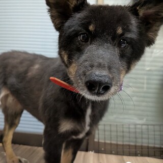 元野犬の女の子