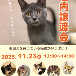 子猫の店内ふれあい譲渡会