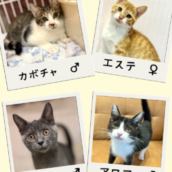 子猫の店内ふれあい譲渡会 サムネイル2