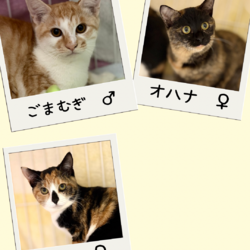 子猫の店内ふれあい譲渡会 サムネイル3