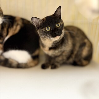 推定2025年6月生まれサビ♀オハナちゃん