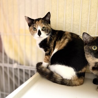 推定2025年6月生まれ三毛♀ニケちゃん