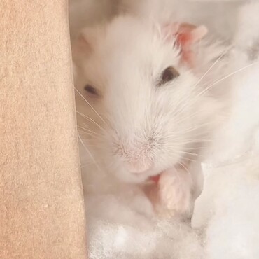 くしくししてる殿下