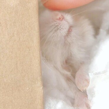 あんよが可愛い殿下