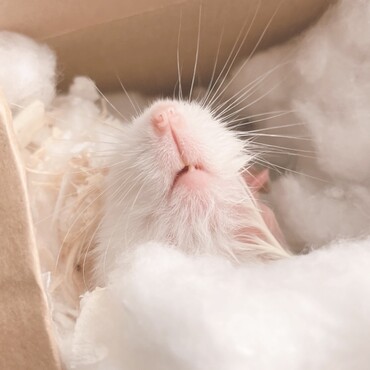 齧歯類すぎて大好き殿下