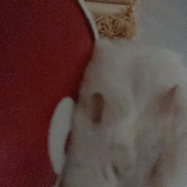 狭いところに入ってお不細工な顔になった殿下