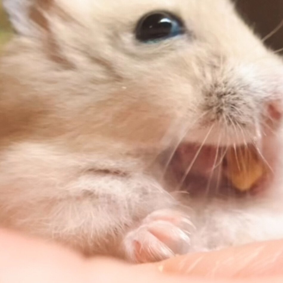 坊ちゃんのカバー写真