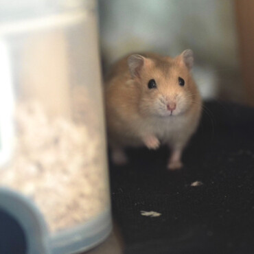 ベストショット