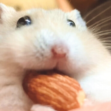 アーモンド咥えた坊