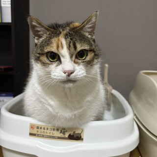 ちょっと大きめ7kgおっとり穏やか5才ミケちゃん