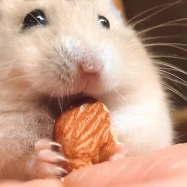 アーモンド咥えた坊その②