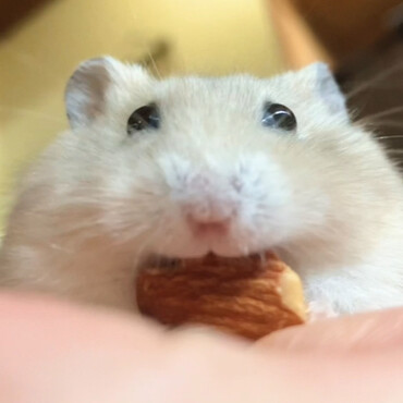 アーモンド咥えた坊その③