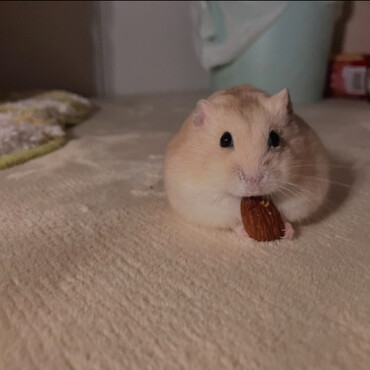 アーモンド食べてる坊