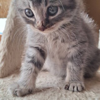 純真無垢な食いしん坊さん　おっとっと君