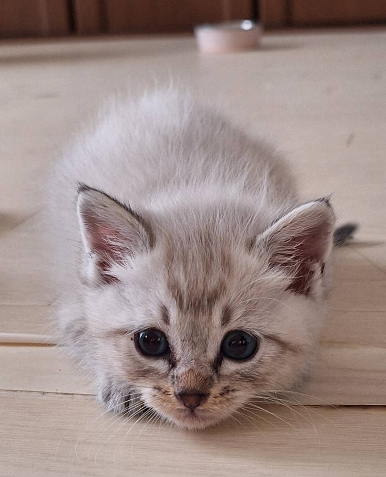 ♥(ΦωΦ)ヒマラヤン・ヒマちゃん♥長毛・(ΦωΦ)里親様募集(ΦωΦ)♥ 天真爛漫で姉御肌のピコラちゃん」東京都 - 猫の里親募集(531019