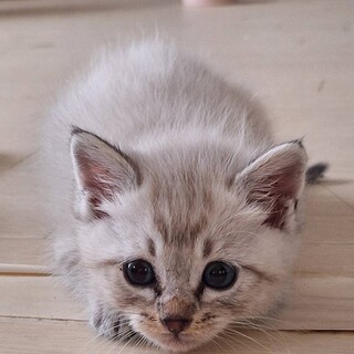 天真爛漫で姉御肌のピコラちゃん