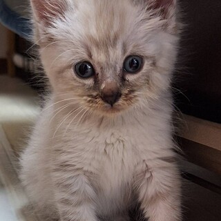 おっとり甘えん坊のマシュマロちゃん