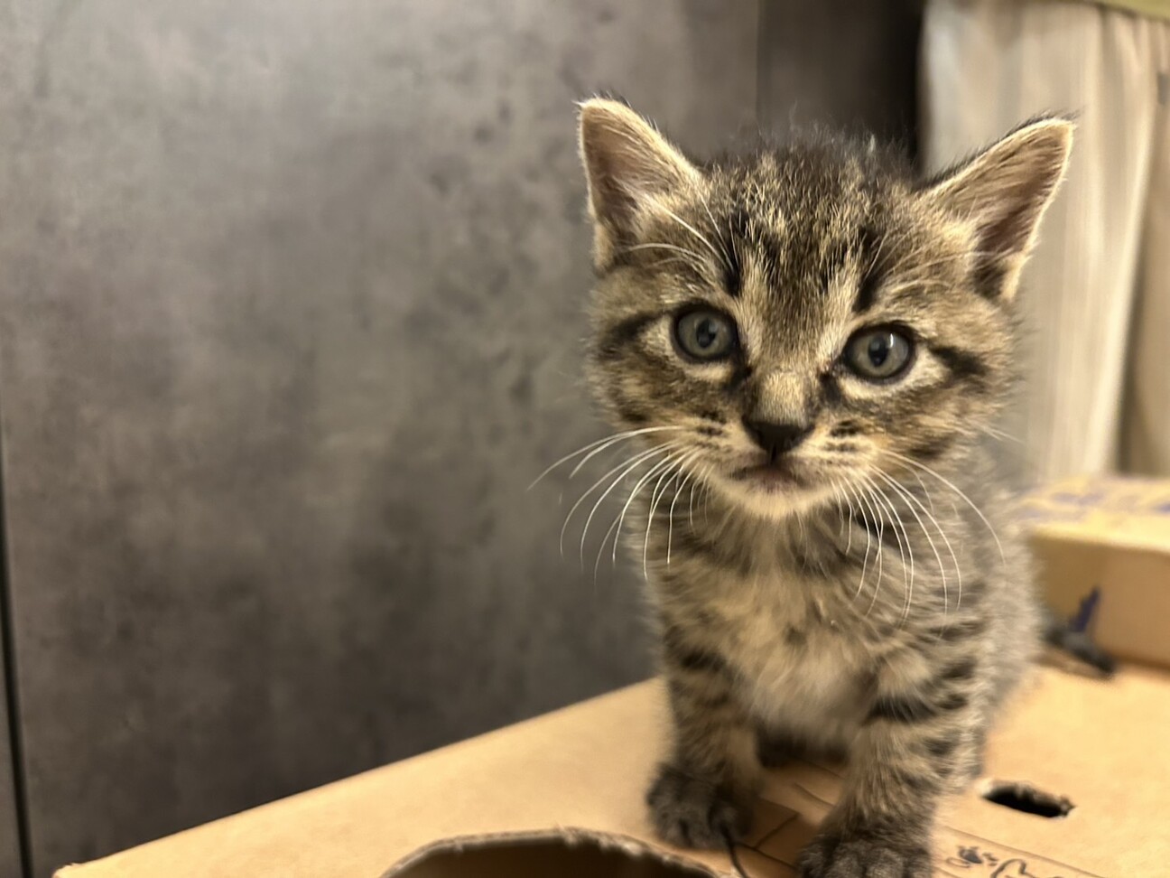 ご飯大好き食いしん坊　ぷっちょ君 サムネイル1