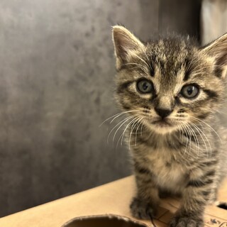 ご飯大好き食いしん坊　ぷっちょ君