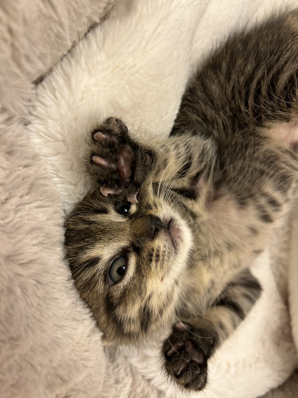 ご飯大好き食いしん坊　ぷっちょ君 サムネイル2