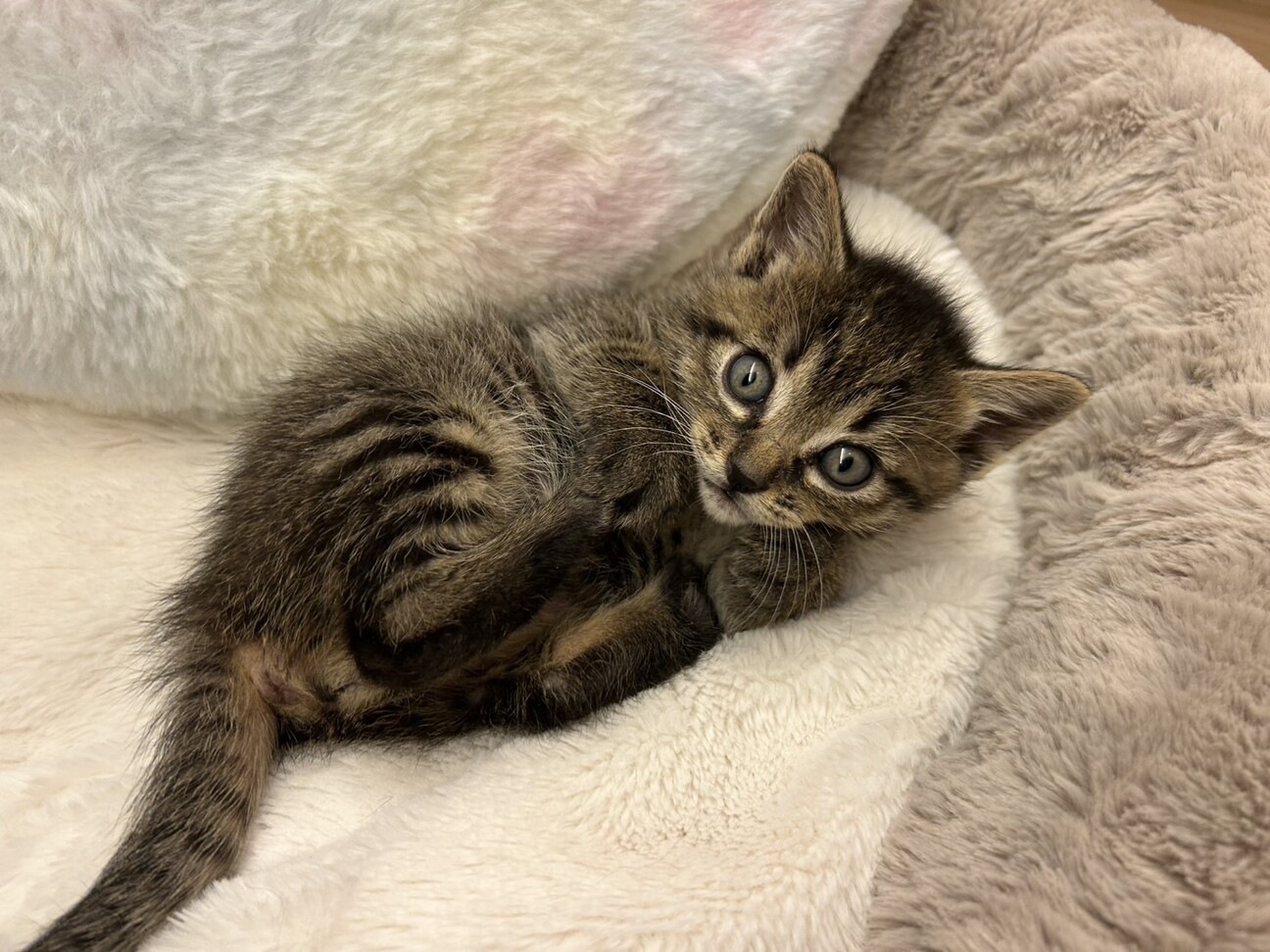 ご飯大好き食いしん坊　ぷっちょ君 サムネイル3