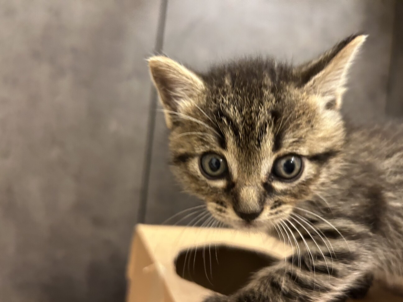 ご飯大好き食いしん坊　ぷっちょ君 サムネイル4