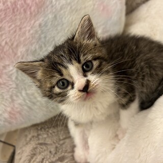 さみしがりやの甘えん坊　ぴの君