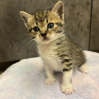 なでなで大好き　チロル君