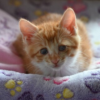 好奇心いっぱいの甘えん坊　ぐみ君