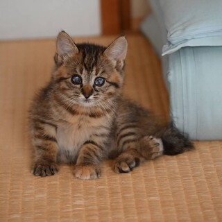 マイペースでおっとりさん　チョコちゃん