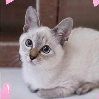 とっても可愛いシャムミックスの男の子