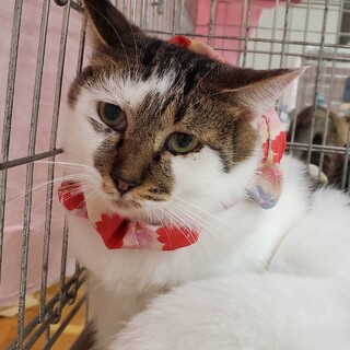 【3/29東日本橋】穏やか猫さん♡ジュンママ