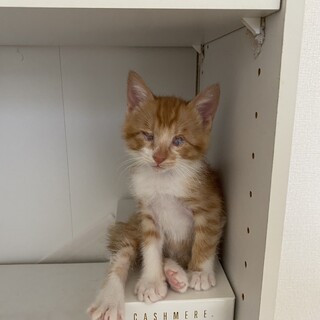 遊ぶの大好きな甘えん坊　プリッツ君