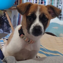 カミカミ、どたばたぼんちゃん