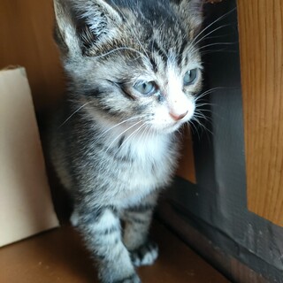 子猫の里親募集！