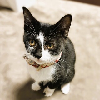 ★里親様決定★人大好き元気いっぱい甘えんぼ❤クロミ