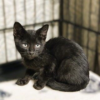 ★里親様決定★おもちゃ大好きかわいいチビ黒猫❤ジジ