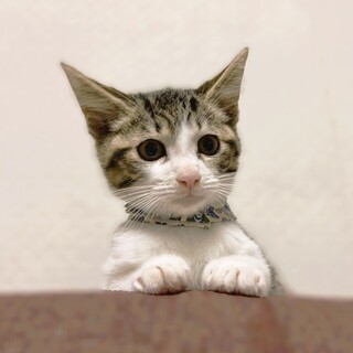 ★里親様決定★人が大好き！兄弟も大好き！❤キキくん