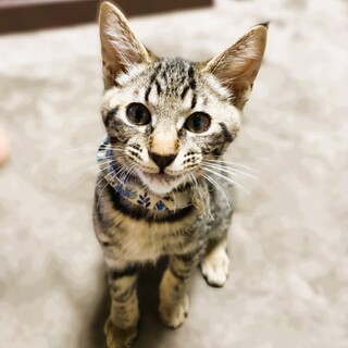 ★里親様決定★人見知りだけど実は1番甘えんぼ❤ムギ