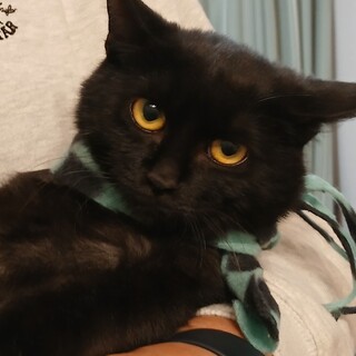 頑張れ!頑張れ‼ゴールドアイの炭治郎★